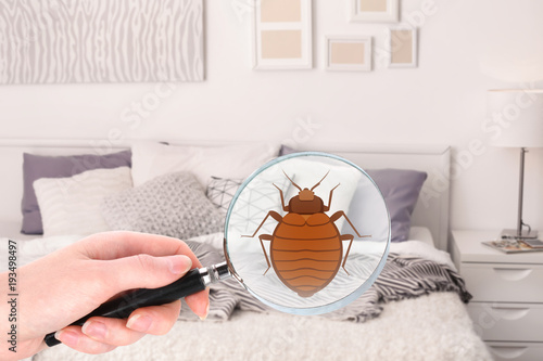 Fototapeta Naklejka Na Ścianę i Meble -  Woman with magnifying glass detecting bed bug in bedroom