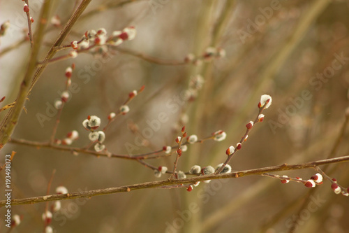 Spring pussy twigs, buds and blooms spring on the trees.