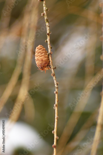 Larch tree twig, larch, spring background.