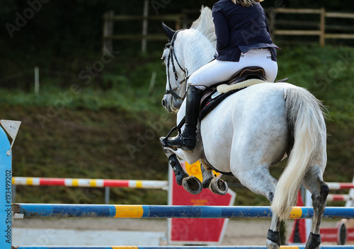 horse in jumping tournament, over or between jumps..