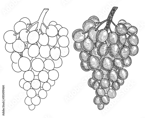 Hand drawn grape. Set of grapes branches: sketch and contour.