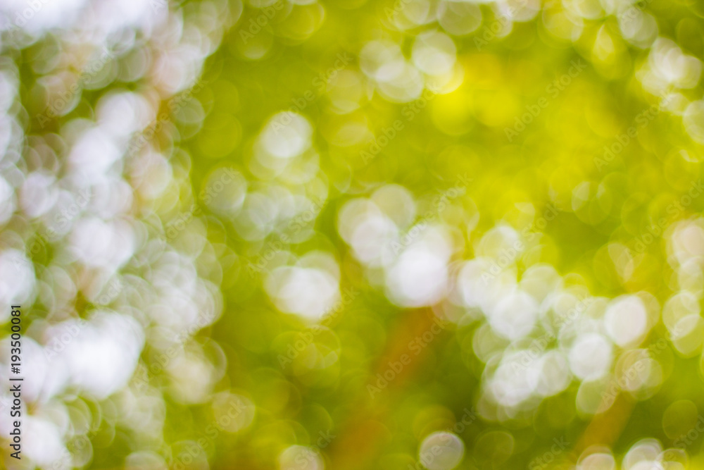 abstract blur of nature with the bokeh of light through the trees as a background image abstract blur of nature with the bokeh of light through the trees as a background image