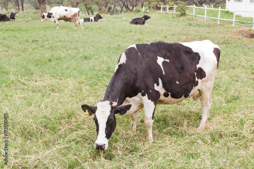 Cow standing eat grass on the green field farm