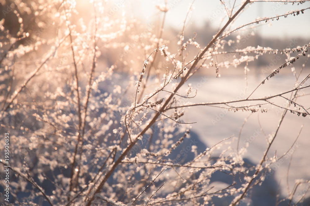 Snowy plants in sunlight Snowy plants in sunlight