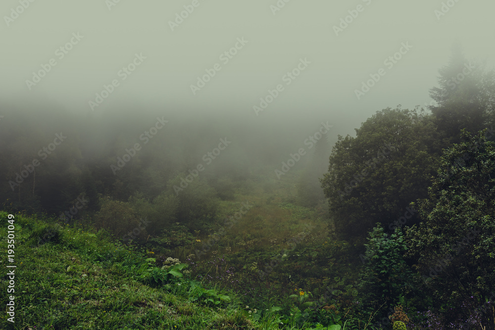 Morning fog in mountains meadow. Mysterious spring nature landscape with forest on mountain hill