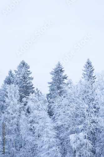 Trees covered in frost snow nature winter scene © Juhku