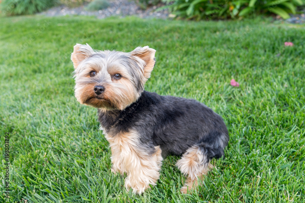Cute Yorkshire Terrier Dog on green grass. Yorkie Cute Yorkshire Terrier Dog on green grass. Yorkie