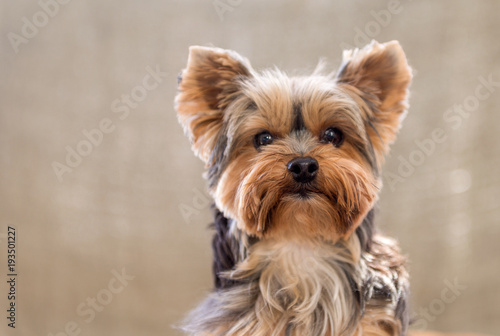 Photography Portrait of Cute Yorkshire Terrier isolated on brown background
