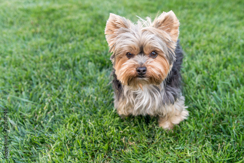 Cute Yorkshire Terrier on green grass. Yorkie