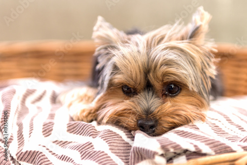 Photography Tired Yorkshire Terrier laying in basket