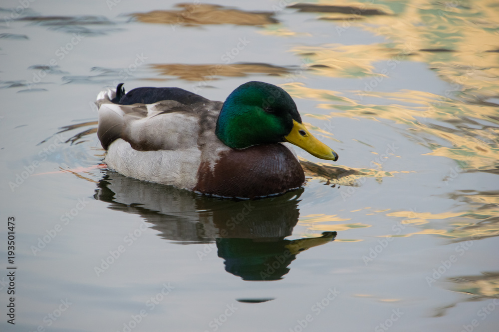Fototapeta premium Mallard Duck swimming in the water