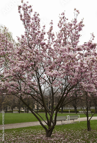 Beautiful pink magnolia