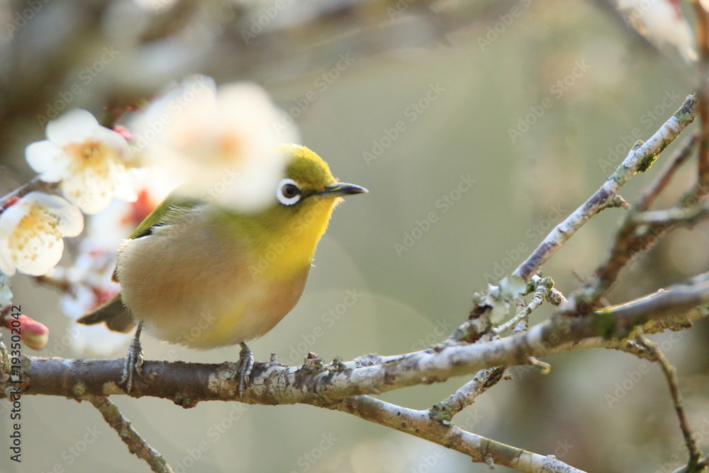 メジロと梅の花