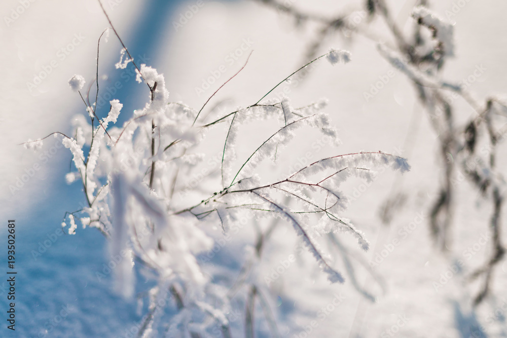 Frozen flower, branch and plant covered with hoarfrost and snowflakes, winter sunny solar morning. Close up macro selective focus. Blue sky background Frozen flower, branch and plant covered with hoarfrost and snowflakes, winter sunny solar morning. Close up macro selective focus. Blue sky background