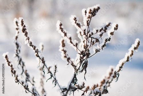 Frozen flower, branch and plant covered with hoarfrost and snowflakes, winter sunny solar morning. Close up macro selective focus. Blue sky background © ANR Production