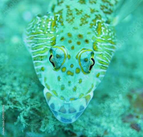 Close up face of beautiful lizard fish  in yellow and blue from Bali Indonesia underwater scuba diving photo