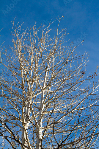 Winter tree against blue sky