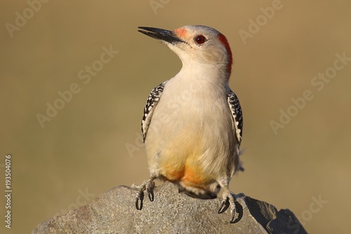 Female Red-bellied Woodpecker (Melanerpes carolinus)