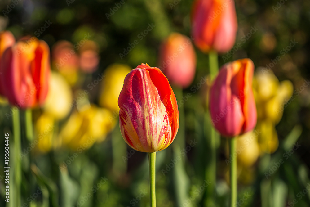 Red and yellow tulip in a field of tulips Red and yellow tulip in a field of tulips