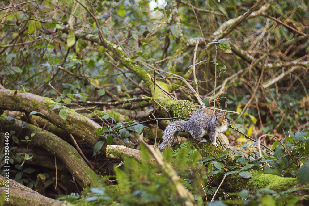 Grey Squirrel in the Forest