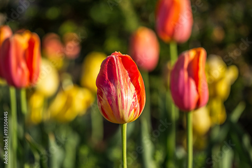 Red and yellow tulip in a field of tulips