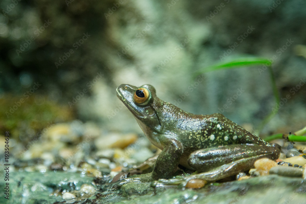 Pine green frog Pine green frog