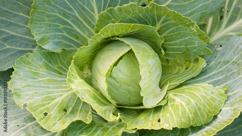 Fototapeta premium Young green fresh cabbage head with leafs.