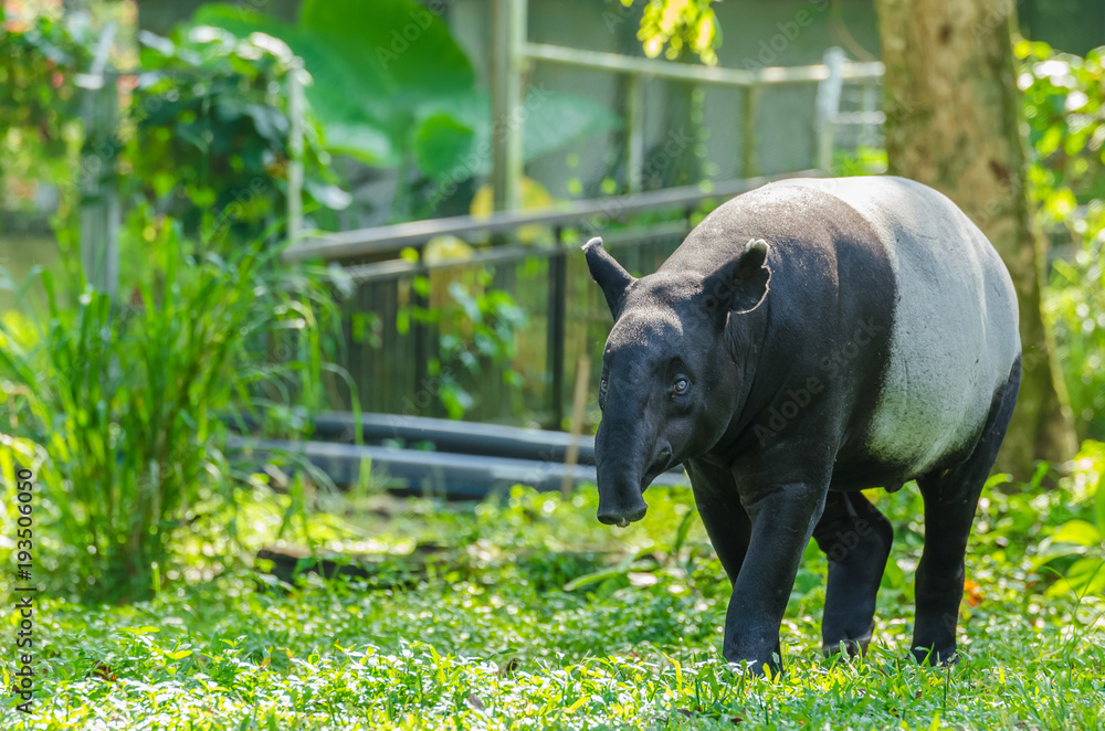 Malayan Tapir (Tapirus Indicus) also known as Asian Tapir. Malayan Tapir (Tapirus Indicus) also known as Asian Tapir.
