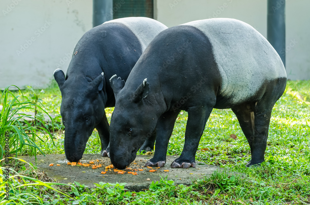 Fototapeta premium A pair Malayan Tapirs (Tapirus Indicus) also known as Asian Tapir having their food.