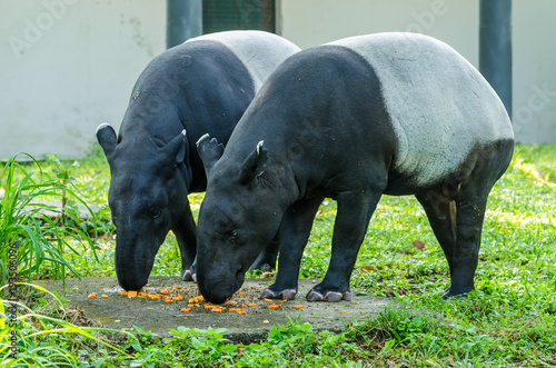 A pair Malayan Tapirs  Tapirus Indicus  also known as Asian Tapir having their food.