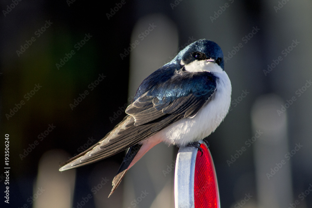 Fototapeta premium Beautiful blue bird sitting on reflective sign post in Rocky Mountains, Colorado