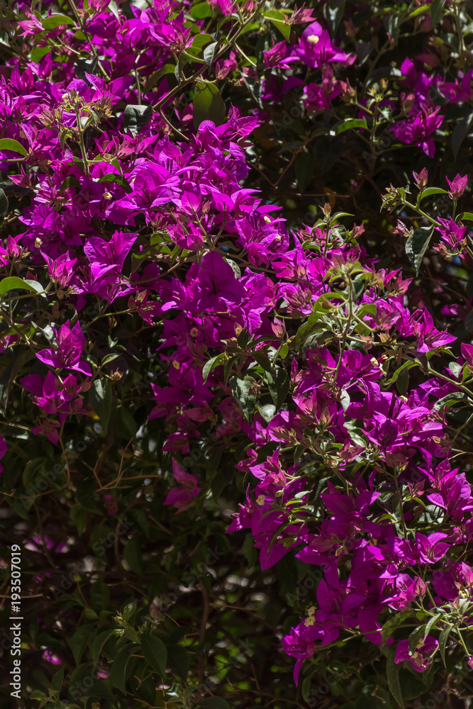 Fototapeta premium Florcitas pequeñas de color violeta de un arbusto del jardin de una casa