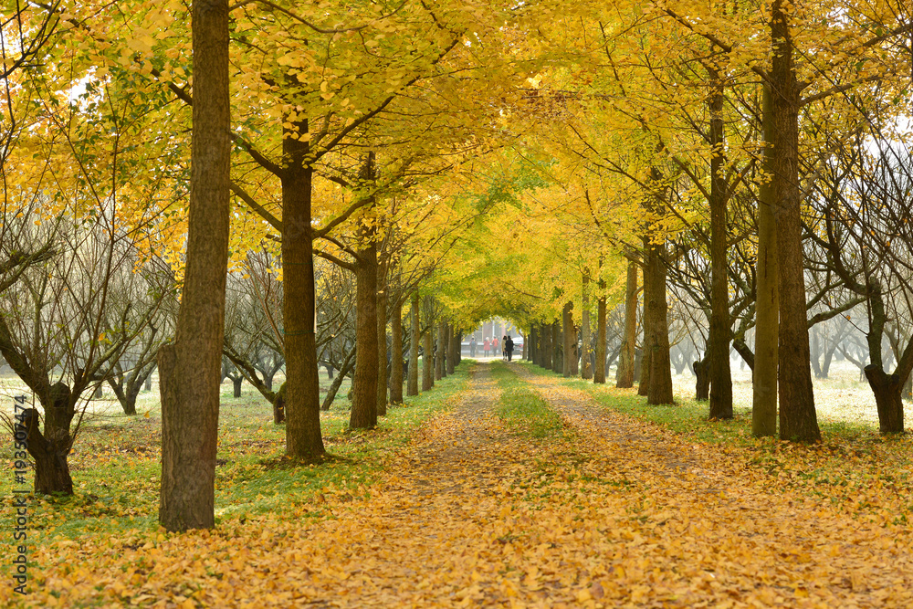 Fototapeta premium 은행나무 길