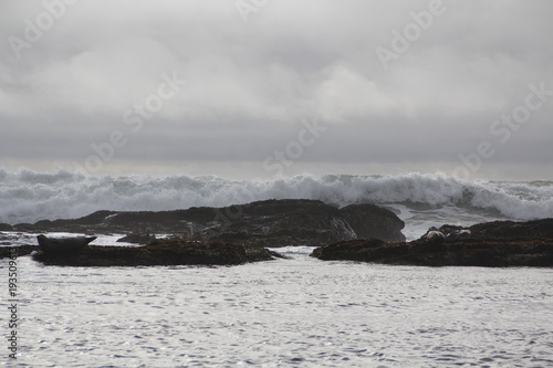 Harbor seals at breaking waves in Monterey Bay California