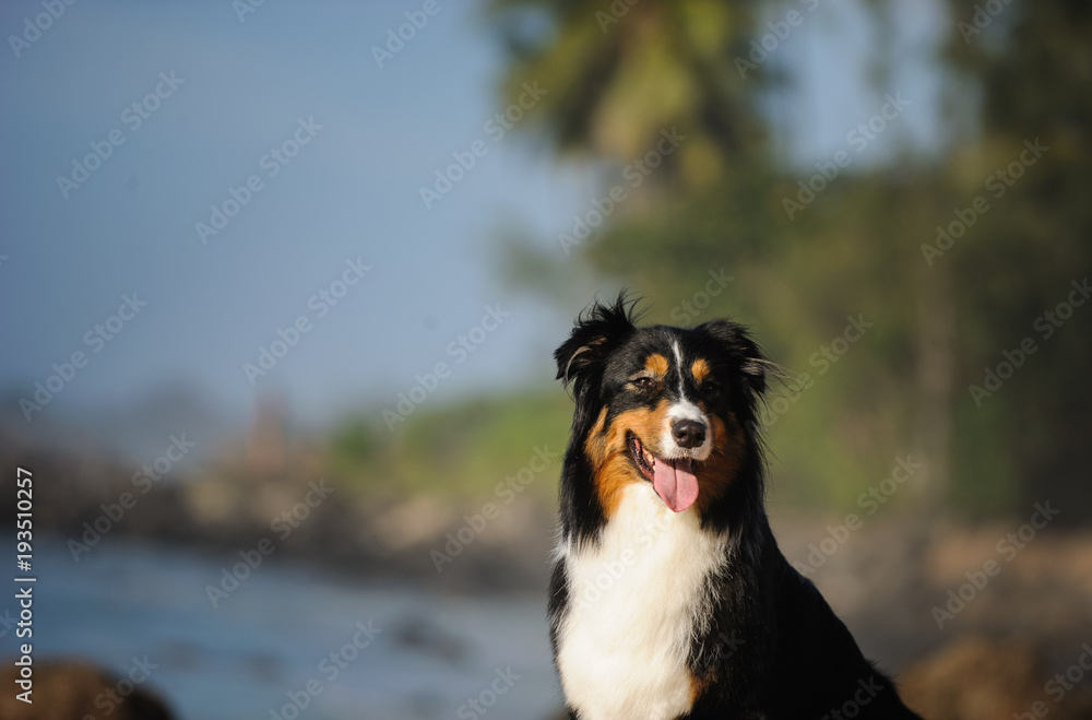 Australian Shepherd dog portrait on tropical beach
