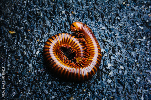 Closeup of Millipede