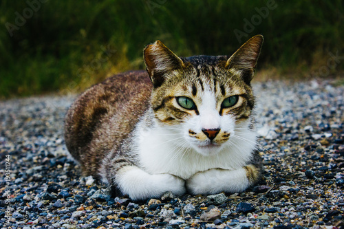 Calico Cat Laying on Gravel