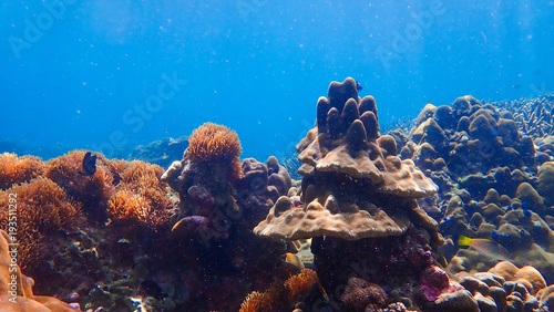 Beautiful coral reef in underwater.