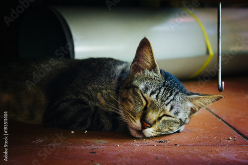 Tabby Cat Sleeping on Tile Floor