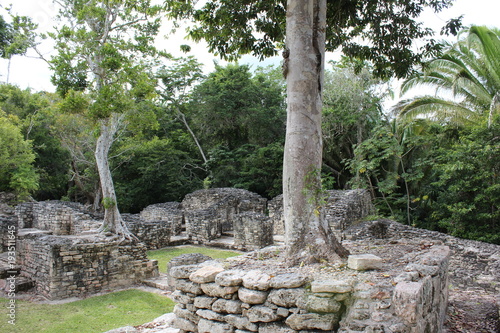 Trees growing from Kohunlich's ruins photo