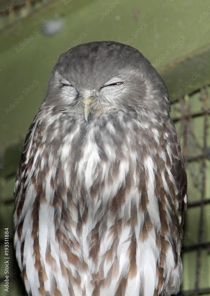 Fototapeta premium Owl