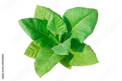 Tobacco plant on white background.