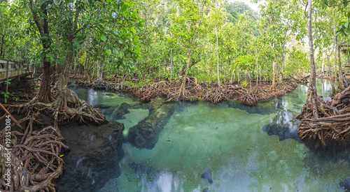 Panorama view of mangrove trees in a peat swamp forest at Tha pom canal area krabi province,Thailand