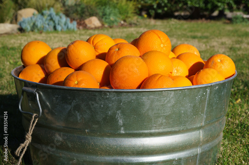 Oranges in Galvanized Metal Tub
