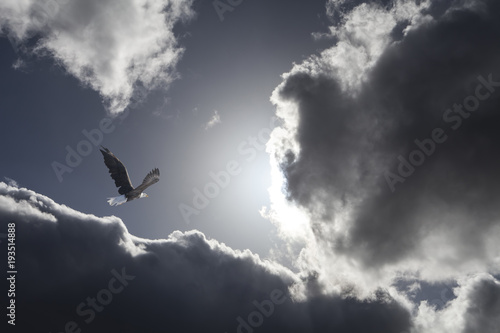 Eagle in dramatic clouds