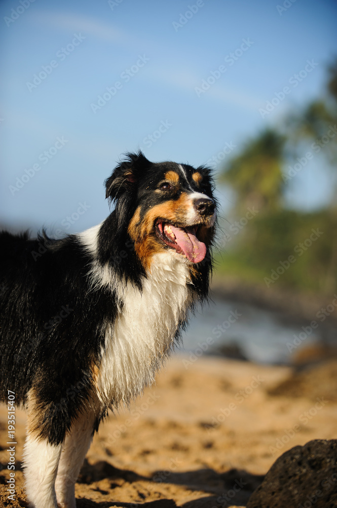 Australian Shepherd dog standing on sand beach