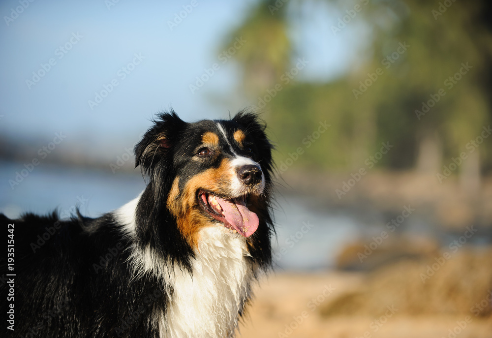 Australian Shepherd dog portrait at tropical beach Australian Shepherd dog portrait at tropical beach