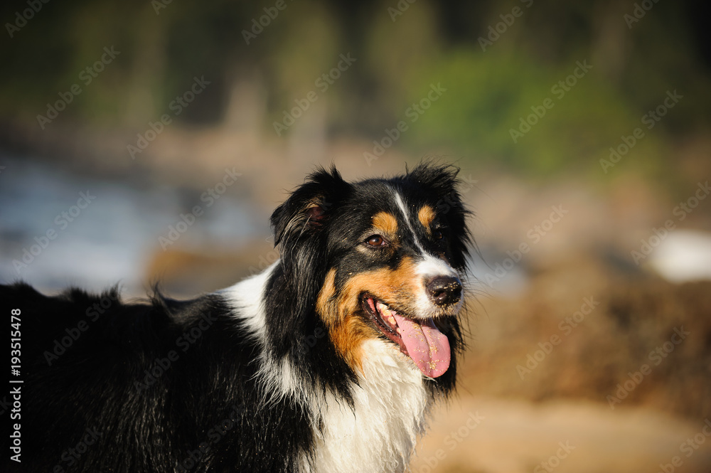 Australian Shepherd dog portrait on tropical beach