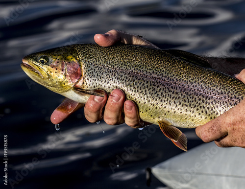 Fototapeta Naklejka Na Ścianę i Meble -  Beautiful close up of brightly colored rainbow and yellow trout from Colorado