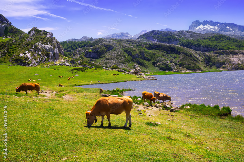 Fototapeta premium mountains landscape with lake and pasture